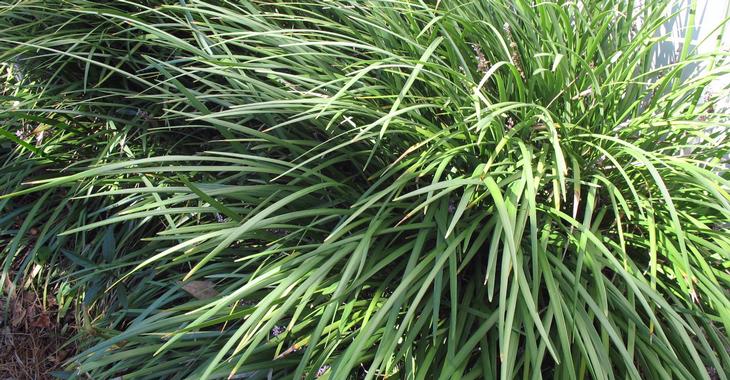 Ophiopogon jaburan